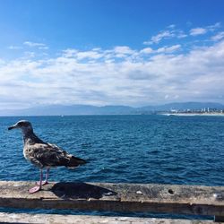 Seagull perching by sea against cloudy blue sky