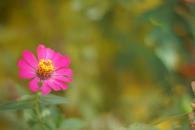 Close-up of pink flower