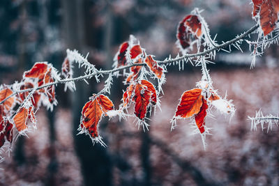 Close-up of frozen leaves during winter