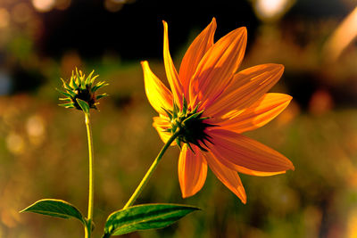 Close-up of orange flowering plant