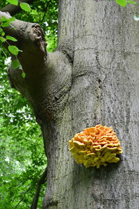 Close-up of tree trunk