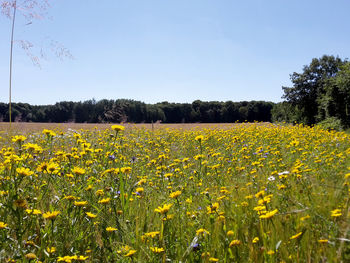 Scenic view of field against clear sky