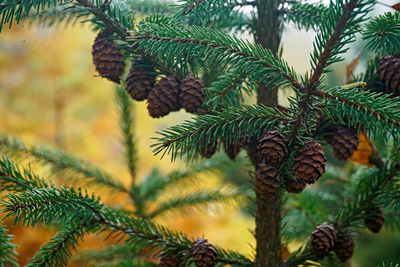 Close-up of pine tree