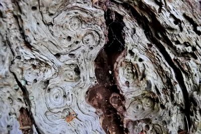 Full frame shot of tree trunk