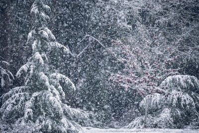 Close-up of snowflakes on water