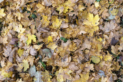 Full frame shot of dried leaves