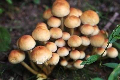 Close-up of mushrooms growing on field