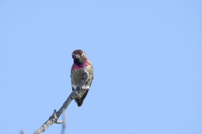 Low angle view of bird perching on a tree against sky