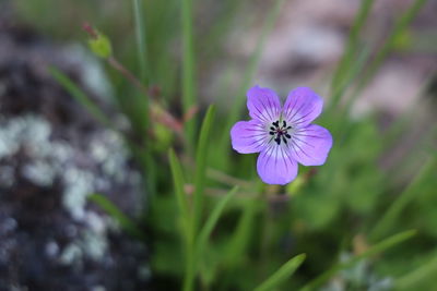 Close-up of purple flowering plant