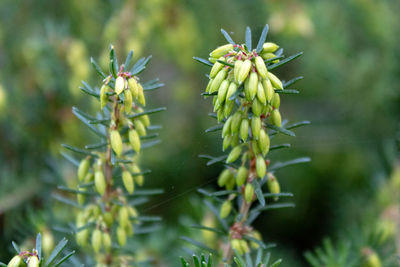 Close-up of succulent plant