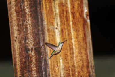 Close-up of bird flying against tree trunk