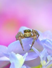 Close-up of spider