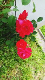 Close-up of red flowers