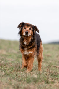 Portrait of dog standing on field