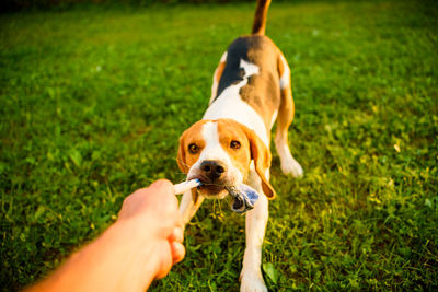 Close-up of hand holding dog on field