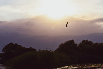 Silhouette of bird flying in sky