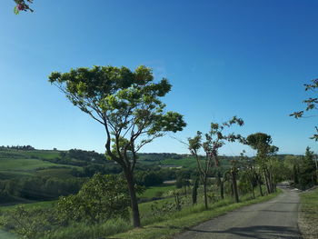 Trees on landscape against clear blue sky