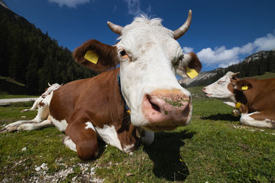 Cows in a field