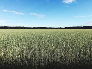 Scenic view of wheat field against sky