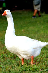 Side view of bird on field