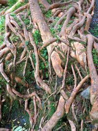 Close-up of tree trunk