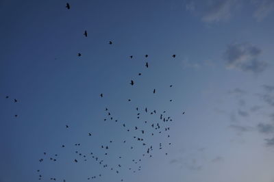 Low angle view of birds flying in sky