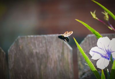 Close-up of bee on flower