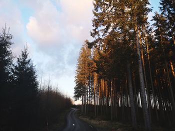 Road amidst trees in forest against sky