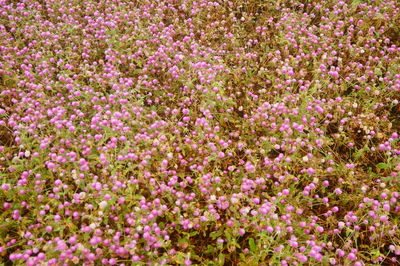 Close-up of pink flowering plants on field