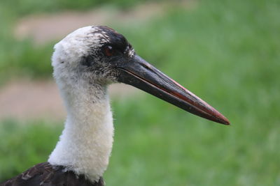 Close-up of a bird looking away