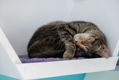 Close-up of a cat sleeping