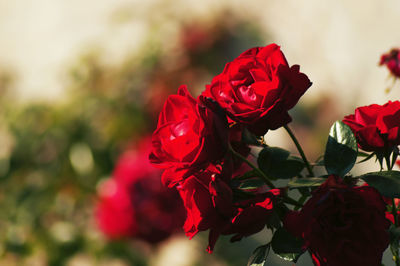 Close-up of red rose plant