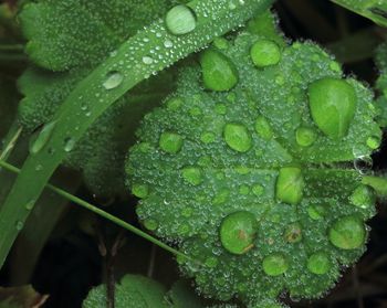 Close-up of water drops on leaves