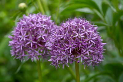 Close-up of purple flowering plant