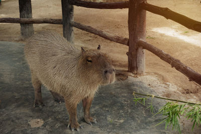 Capybara is biggest rodent in the world