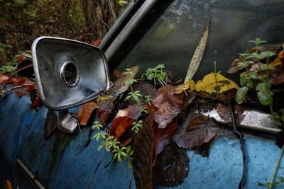 High angle view of autumn leaves on car