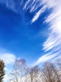 Low angle view of trees against blue sky