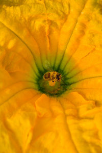 Close-up of yellow flower