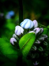 Close-up of purple flowers