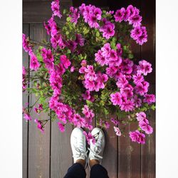 Low section of woman standing on pink flower