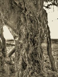 Close-up of tree trunk