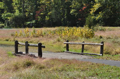 Trees on field