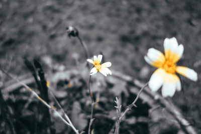 Close-up of white flowering plants