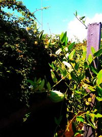 Low angle view of plant against trees