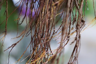 Close-up of dry plants against blurred background