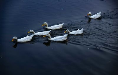 High angle view of swans swimming on lake