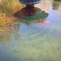 Reflection of trees in pond