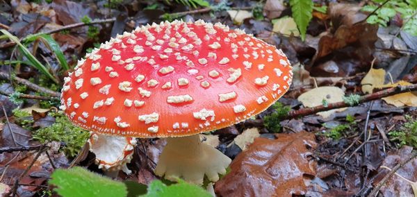 Close-up of fly agaric mushroom on field