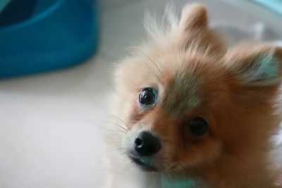 Close-up portrait of dog at home