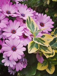 Close-up of pink flowering plants